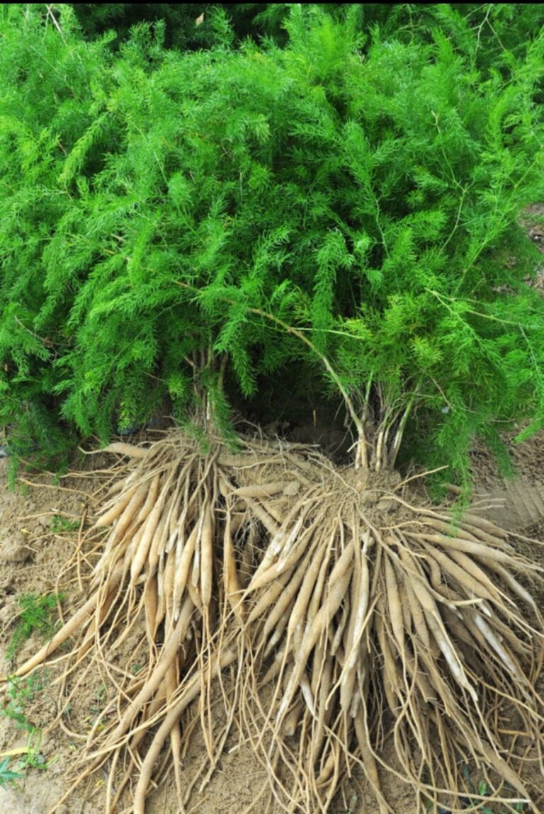 Shatavari Asparagus Racemosus 768x1149